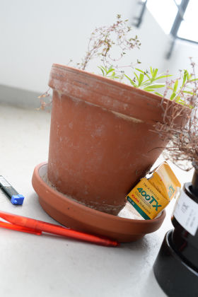 Thumbnail of a terracotta flower pot on a windowsill, from a Nikon NEF RAW file
